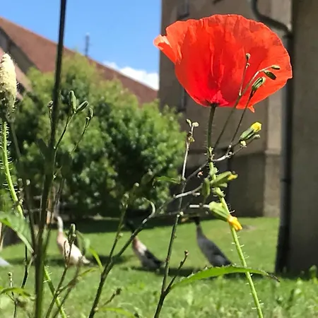 아파트 Napoleonsuite Auf Schloss Huerbel
