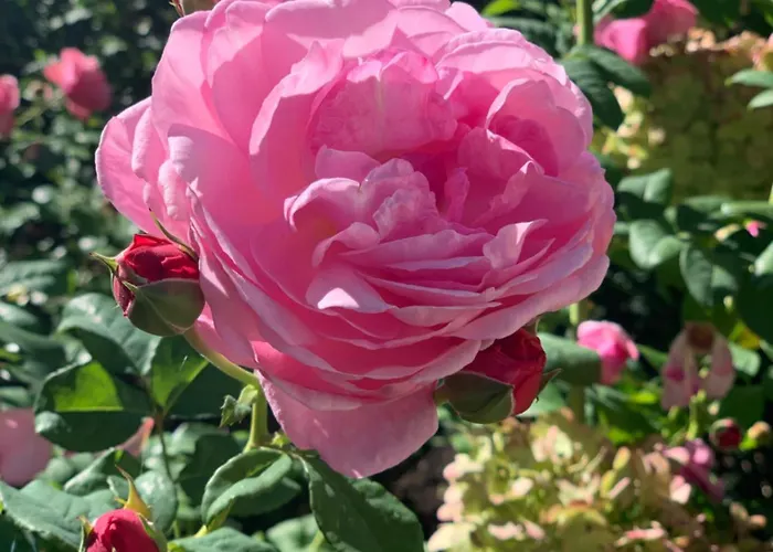 Napoleonsuite Auf Schloss Huerbel شقة